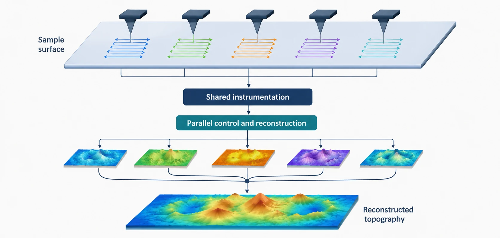 Several AFM probes scanning distinct sample regions in parallel