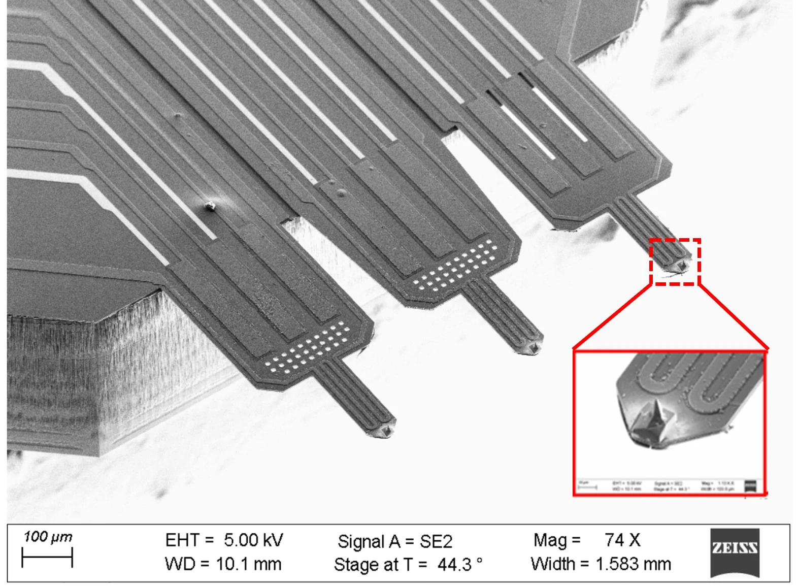 SEM image of three active MEMS AFM cantilevers
